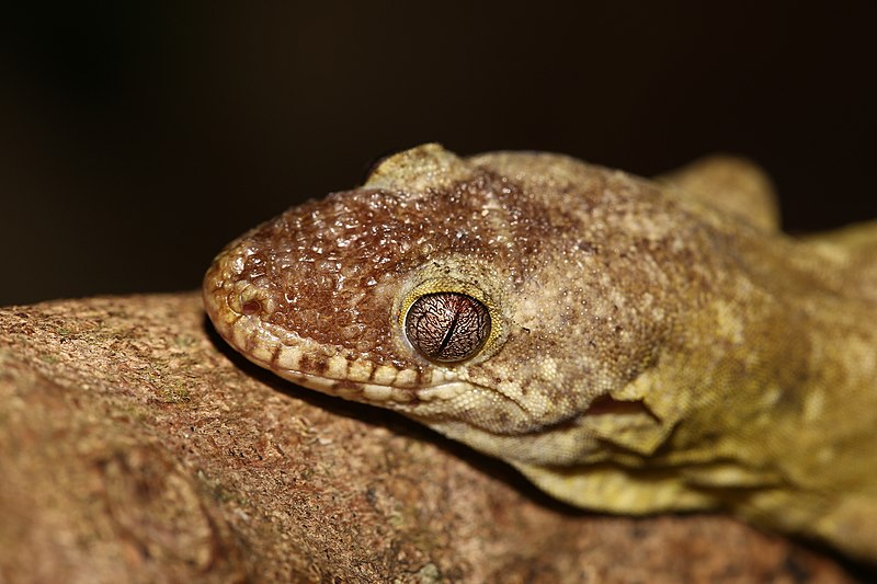 File:Rhacodactylus trachycephalus head.jpg