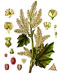 Rheum officinale — Ревень лекарственный