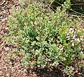 Vaccinium darrowii (Darrow's Blueberry)