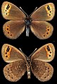 Erebia triarius♂