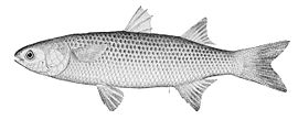 კეფალი (Mugil cephalus)