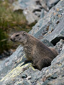 Marmota marmota Glockner 2009 04.jpg