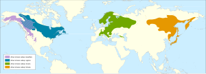 Harmaalepän levinneisyys alalajeittain: :     Alnus incana subsp. tenuifolia :     Alnus incana subsp. rugosa :     Alnus incana subsp. incana :     Alnus incana subsp. hirsuta