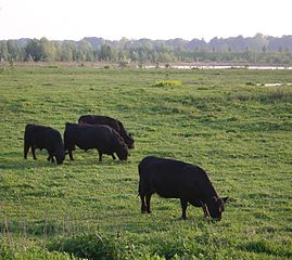 Begrazing door Galloways van de uiterwaarden nabij Deventer