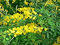 Genista stenopetala