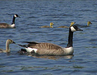 Canada goose with goslings