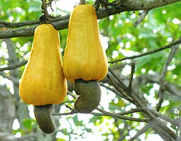 Vakarinis anakardis (Anacardium occidentale)