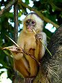 Capuchin Monkey