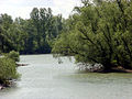 Rheinaue bei Rastatt-Plittersdorf