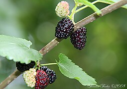 Ripening mulberries.jpg