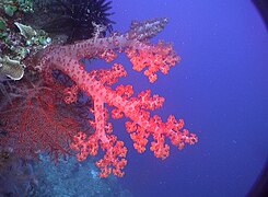 Alcyonacea (coral brando). Dendronephthya sp.