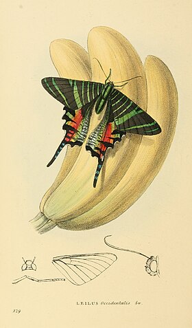 Ilustração de Urania sloanus feita por William John Swainson e publicada no livro Zoological illustrations, or, Original figures and descriptions of new, rare, or interesting animals, selected chiefly from the classes of ornithology, entomology, and conchology, and arranged according to their apparent affinities. Volume 3 (1829).