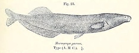 Mormyrops parvus