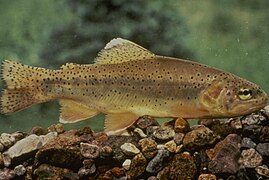 Truite gila (Oncorhynchus gilae)