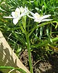 Arrangement of floers in inflorescence