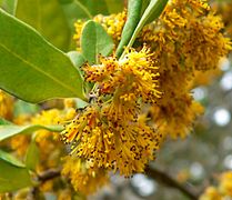 Español: Azara Petiolaris English: Azara Petiolaris