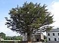 * Nomination Pine at church, cedrus atlantica, of Santa María of Xermade, Lugo. --Elisardojm 21:40, 9 September 2014 (UTC) * Decline Perspective not done. Blown out sky. --Cccefalon 08:00, 10 September 2014 (UTC)