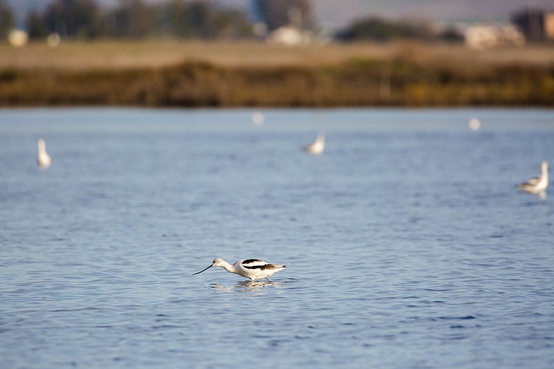 File:American avocet (31689128535).jpg