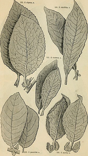 File:Arboretum et fruticetum britannicum; or, The trees and shrubs of Britain, native and foreign, hardy and half-hardy, pictorially and botanically delineated, and scientifically and popularly described; (19564539499).jpg