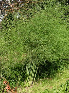 Almindelig Asparges (Asparagus officinalis).