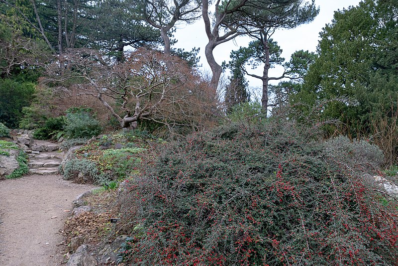 File:Botanic Gardens Glasnevin -147543 (31677527717).jpg