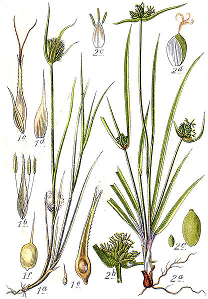 File:Carex spp Sturm25.jpg