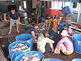 Workers removing fish from hold of transport boat. My Tho, Mekong delta, Vietnam.