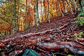 Hayedo de Montejo en otoño