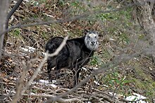 A photograph of a dark grey goat-antelope in a forest. It stands through trees in the centre distance, body facing left, face towards the camera.