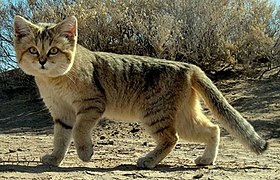Persian sand cat (DYK crop).jpg