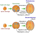 Image 29The bilaterian gut develops in two ways. In many protostomes, the blastopore develops into the mouth, while in deuterostomes it becomes the anus. (from Animal)