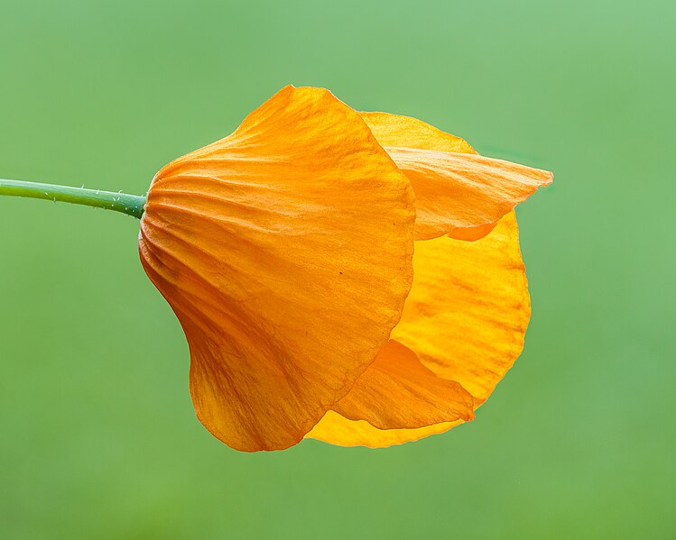 File:Schijnpapaver (Meconopsis cambrica) 23-06-2024. (actm.) 01.jpg