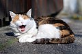 Yawning Calico