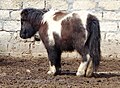 Shetland pony