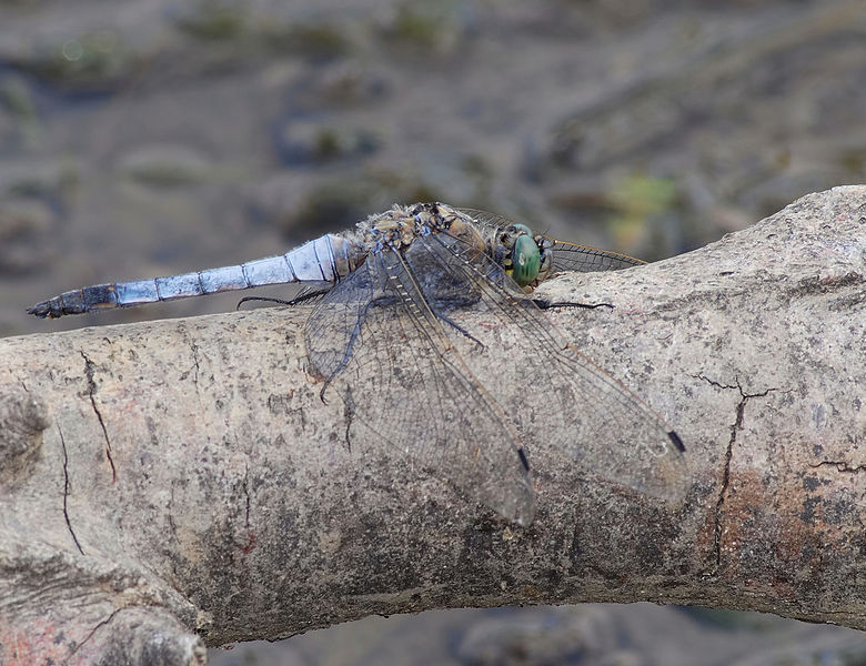 File:2014.07.11.-10-Eilenburg Hainichen--Grosser Blaupfeil-Maennchen.jpg