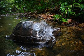 Manouria-emys-asian-forest-tortoise-640x426.jpg