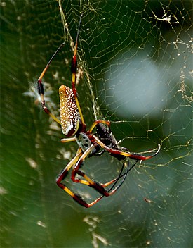 Nephila clavipes