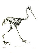 Vue latérale du squelette du Kiwi austral.