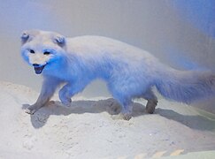 Arctic fox at World Museum, Liverpool