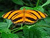 Orange and black butterfly