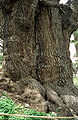 'Cedars of God', Lebanon