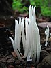 A whitish fungus somewhat resembling a marine coral, growing in the ground