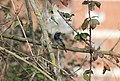 Phoenicurus ochruros (Codirosso spazzacamino) a Roma, Parco della Caffarella (Parco regionale dell'Appia antica).