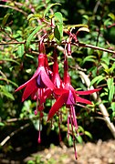 Fuchsia campos-portoi