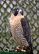 Slechtvalk (Falco peregrinus)