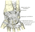 El bileğinin ligamentleri, Anterior.