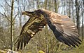 "Haliaeetus_leucocephalus_(Linnaeus_1766).jpg" by User:Michael Gäbler