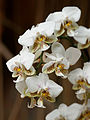 Phalaenopsis stuartiana