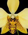 Phalaenopsis stuartiana var. nobilis (syn.) Labellum