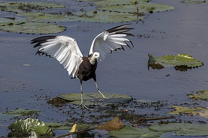 Breeding plumage The pointed tip of the fourth primary is visible in flight